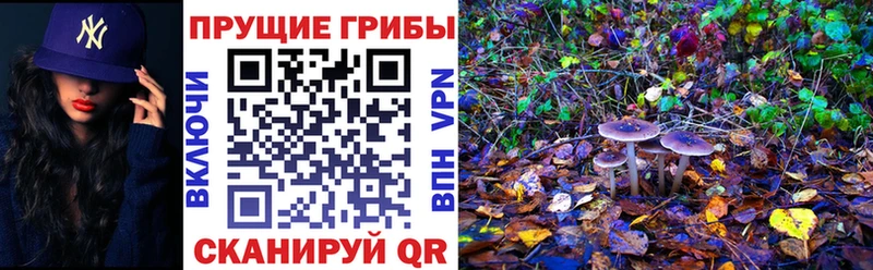 Купить закладки  Курчалой  Галлюциногенные грибы Psilocybe 